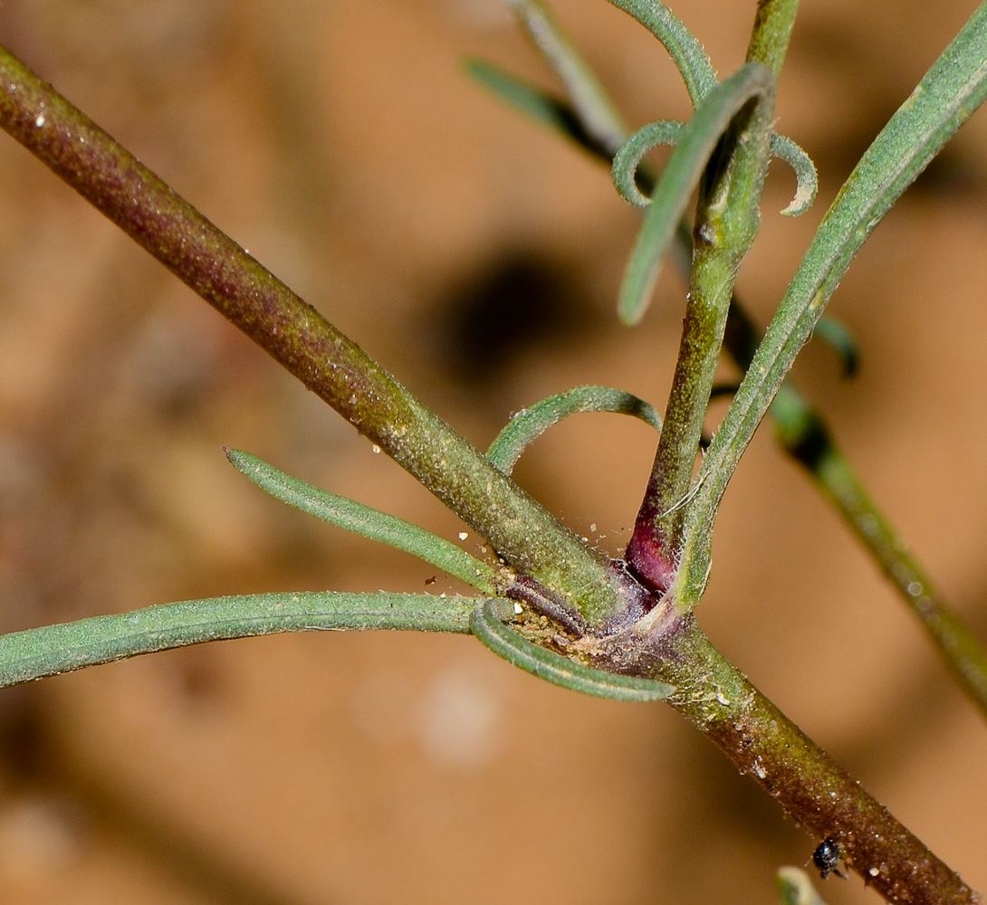 Image of Silene modesta specimen.