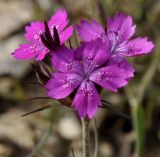 род Dianthus