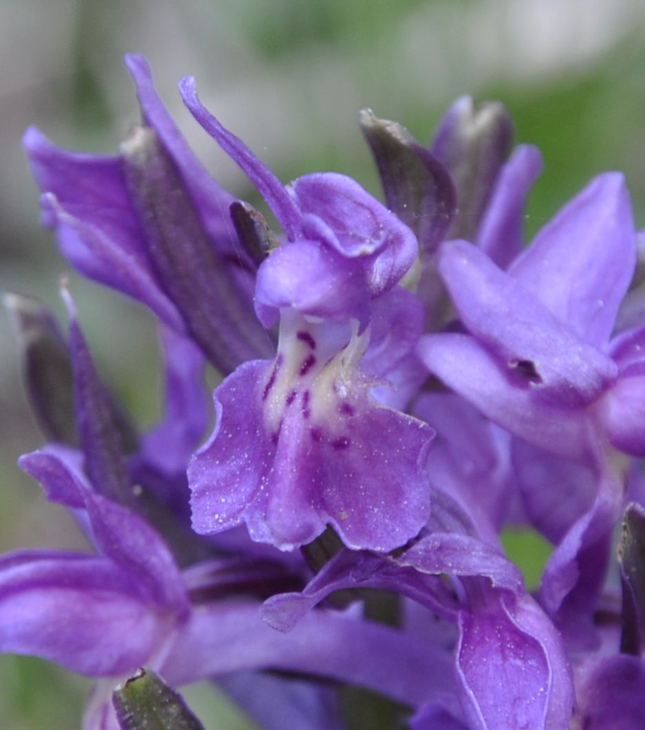 Image of Dactylorhiza sambucina specimen.