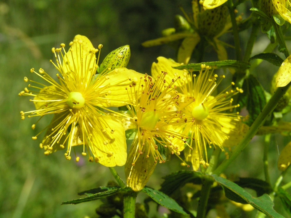 Image of Hypericum maculatum specimen.