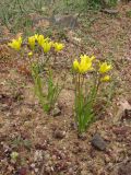 Gagea chrysantha. Цветущие растения. Крым, Южный берег, гора Кастель. 3 апреля 2010 г.