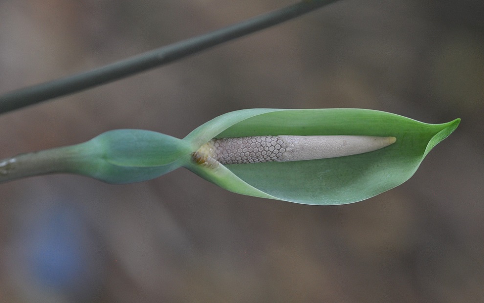 Image of Alocasia acuminata specimen.