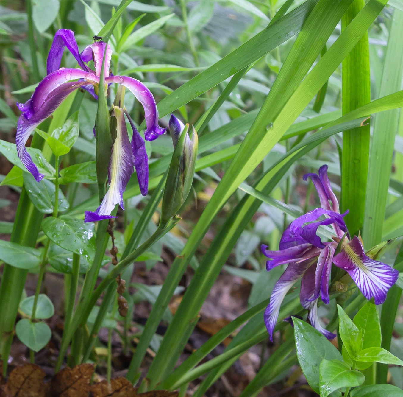 Image of Iris colchica specimen.