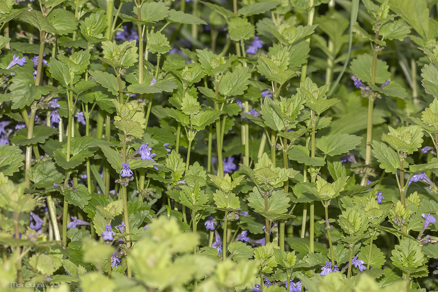 Изображение особи Glechoma hederacea.