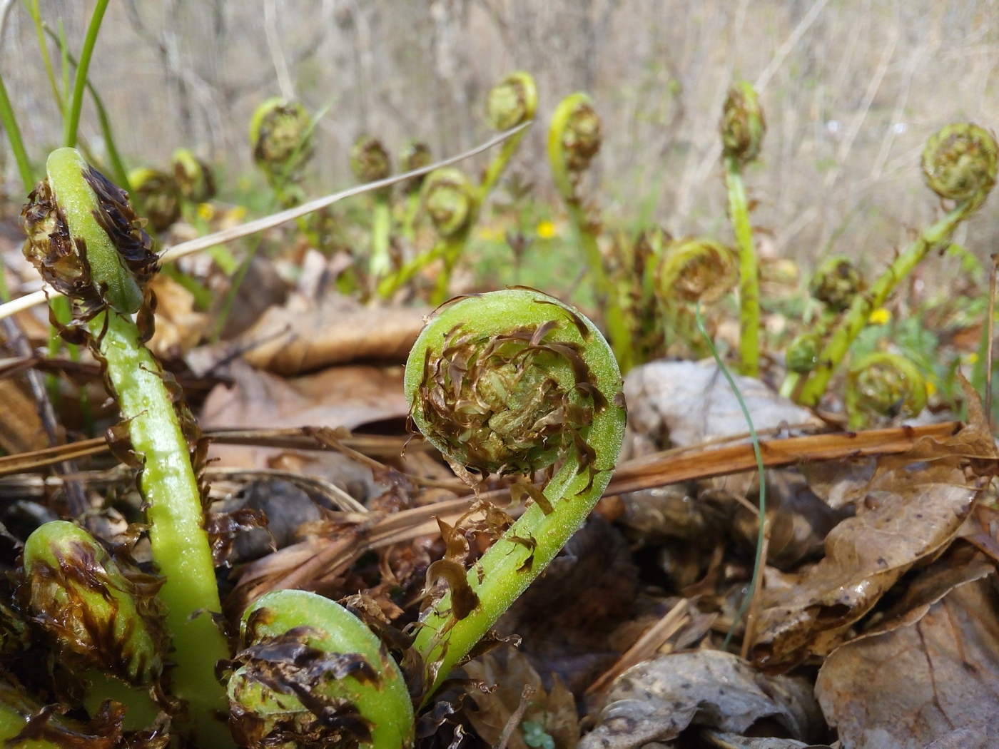 Image of genus Athyrium specimen.