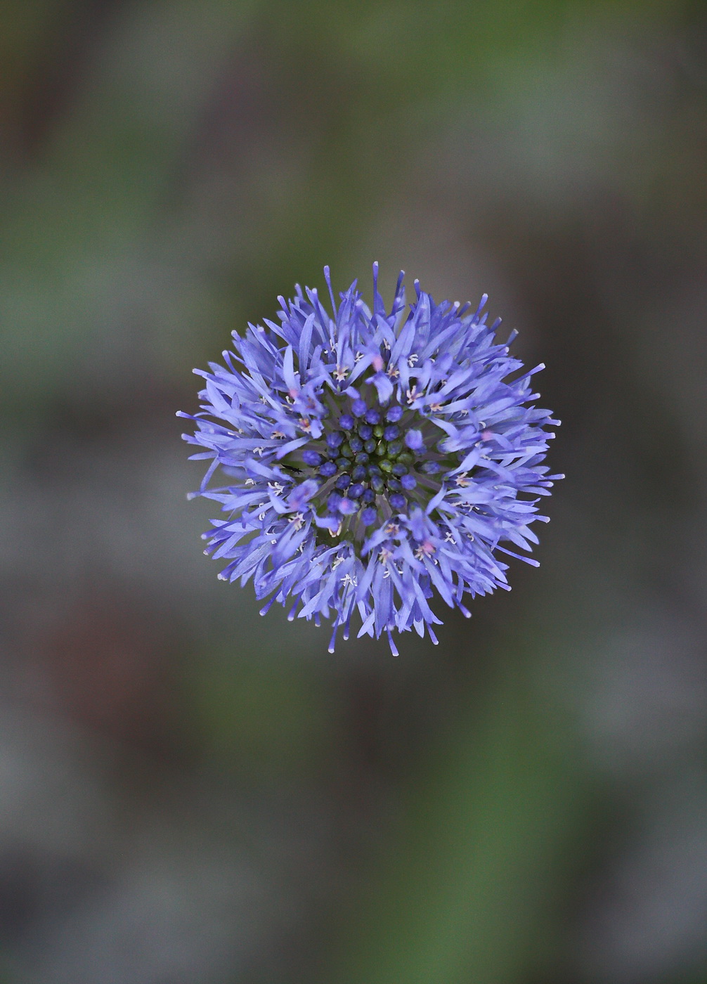 Image of Jasione montana specimen.