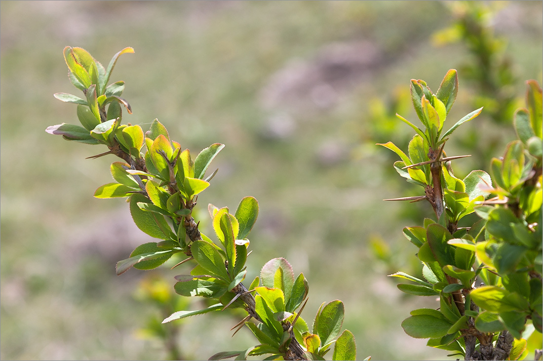 Image of Berberis vulgaris specimen.