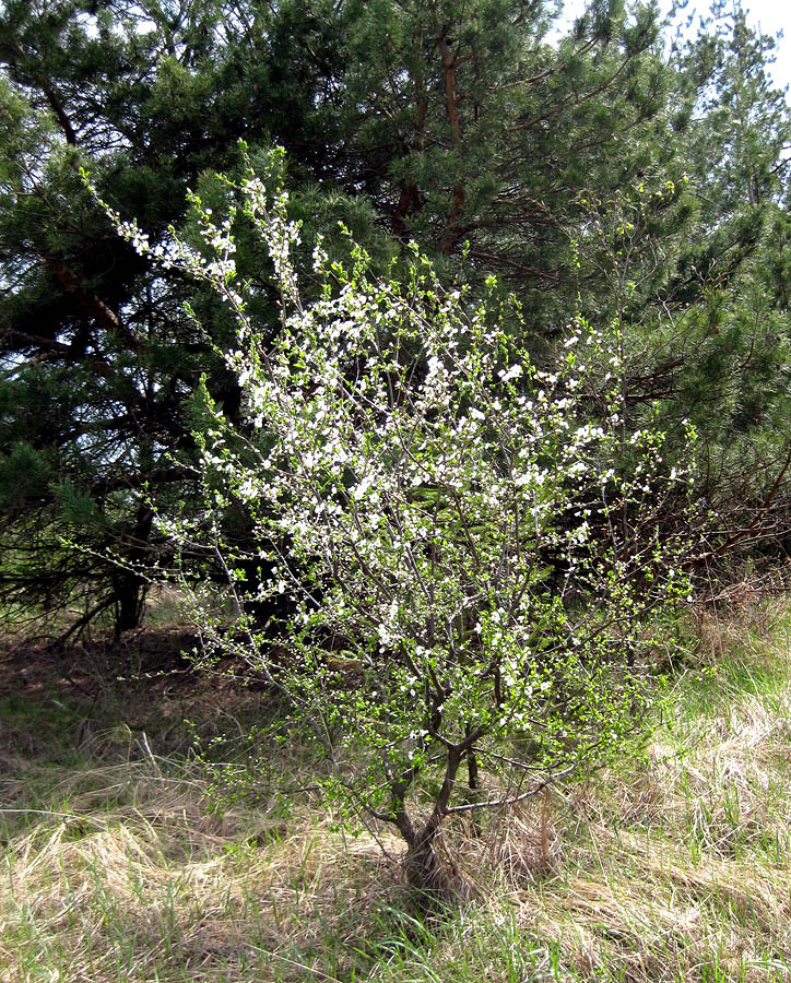 Image of Prunus cerasifera specimen.