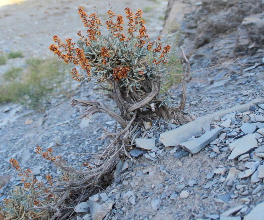 Image of Salsola aucheri specimen.