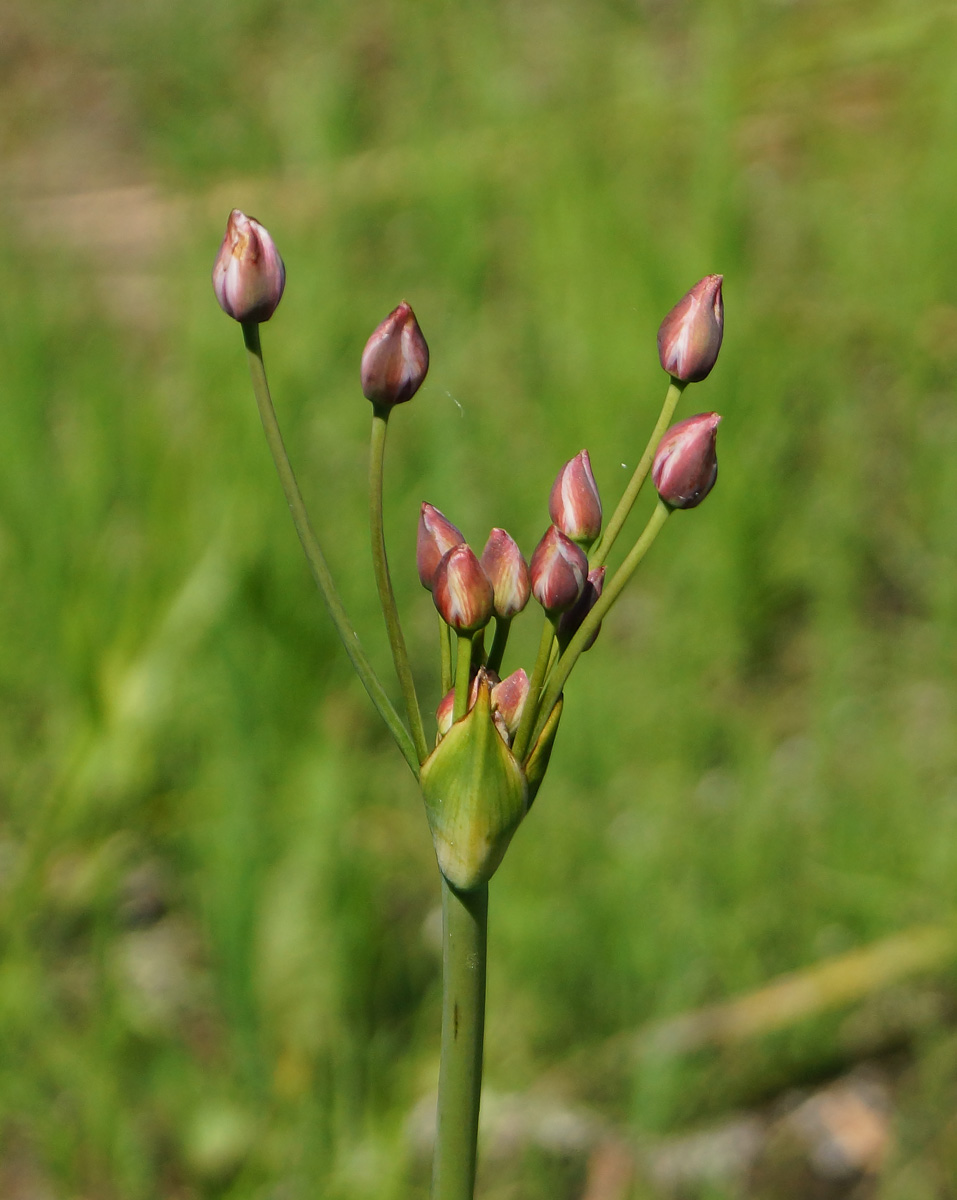 Изображение особи Butomus umbellatus.