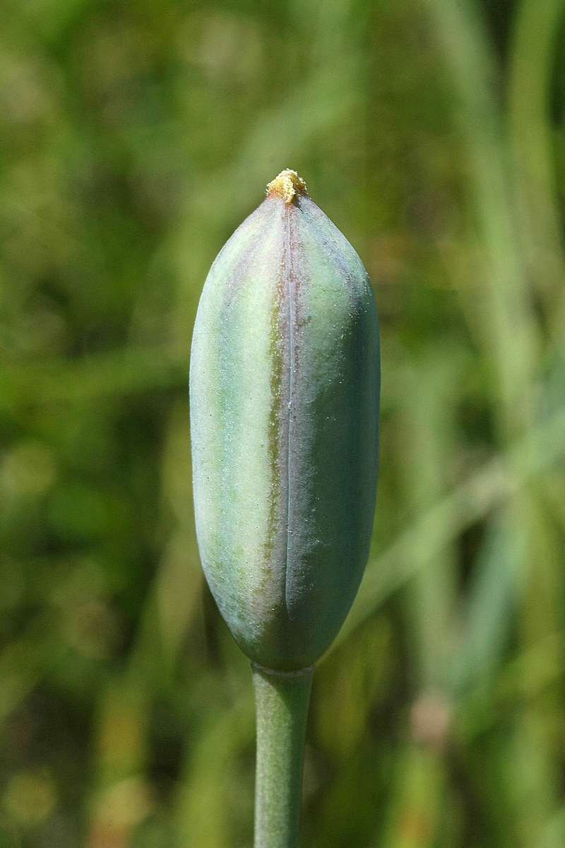 Image of Tulipa kolpakowskiana specimen.