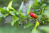 Punica granatum. Верхушка веточки с бутоном. Грузия, Тбилиси, в культуре. 13.05.2017.