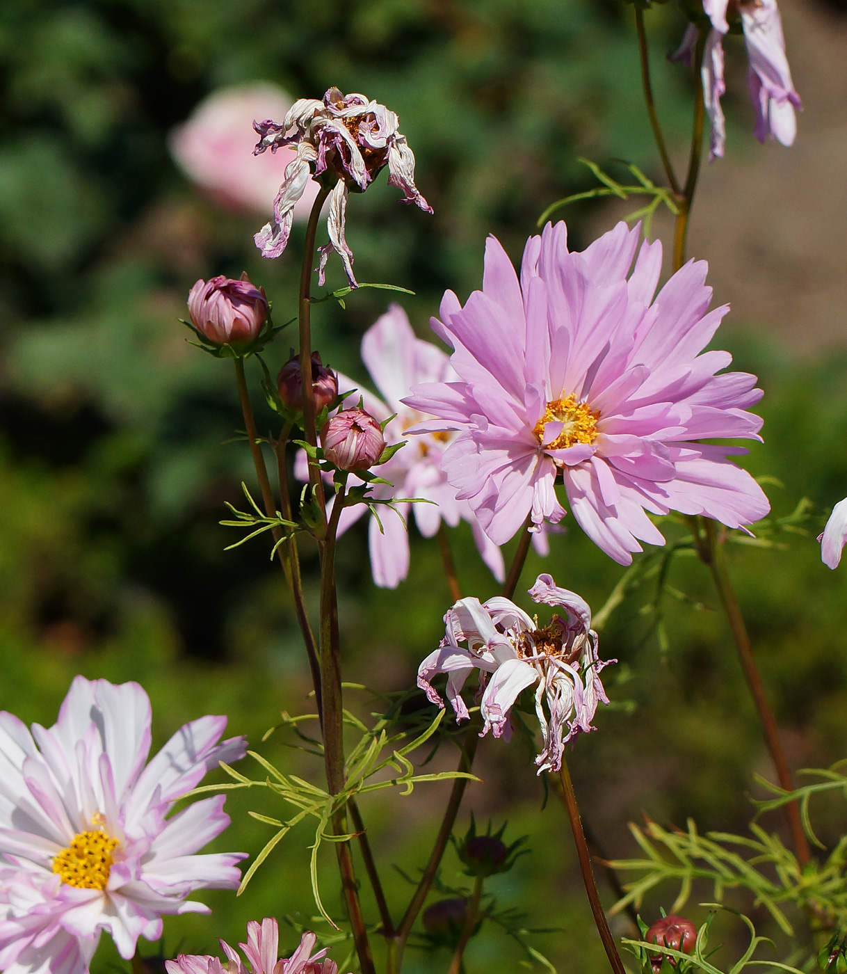 Image of Cosmos bipinnatus specimen.