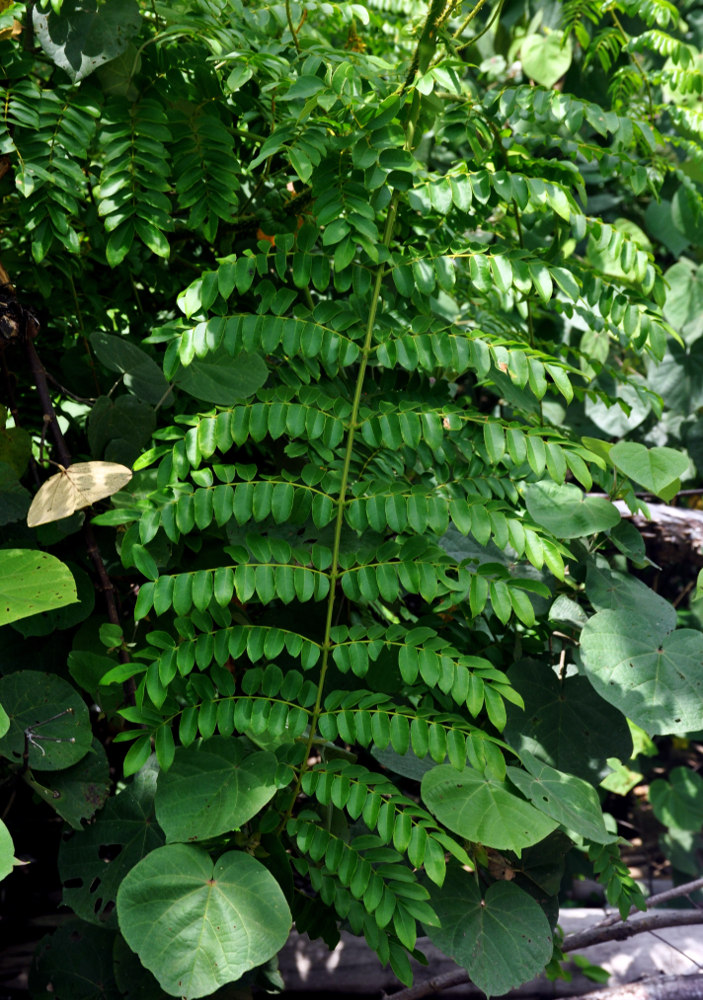 Image of Caesalpinia bonduc specimen.