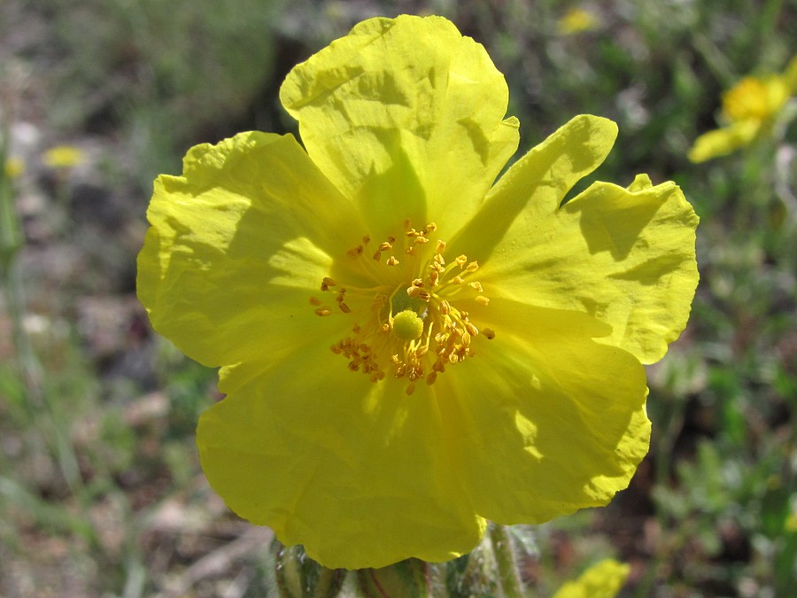 Image of Helianthemum grandiflorum specimen.