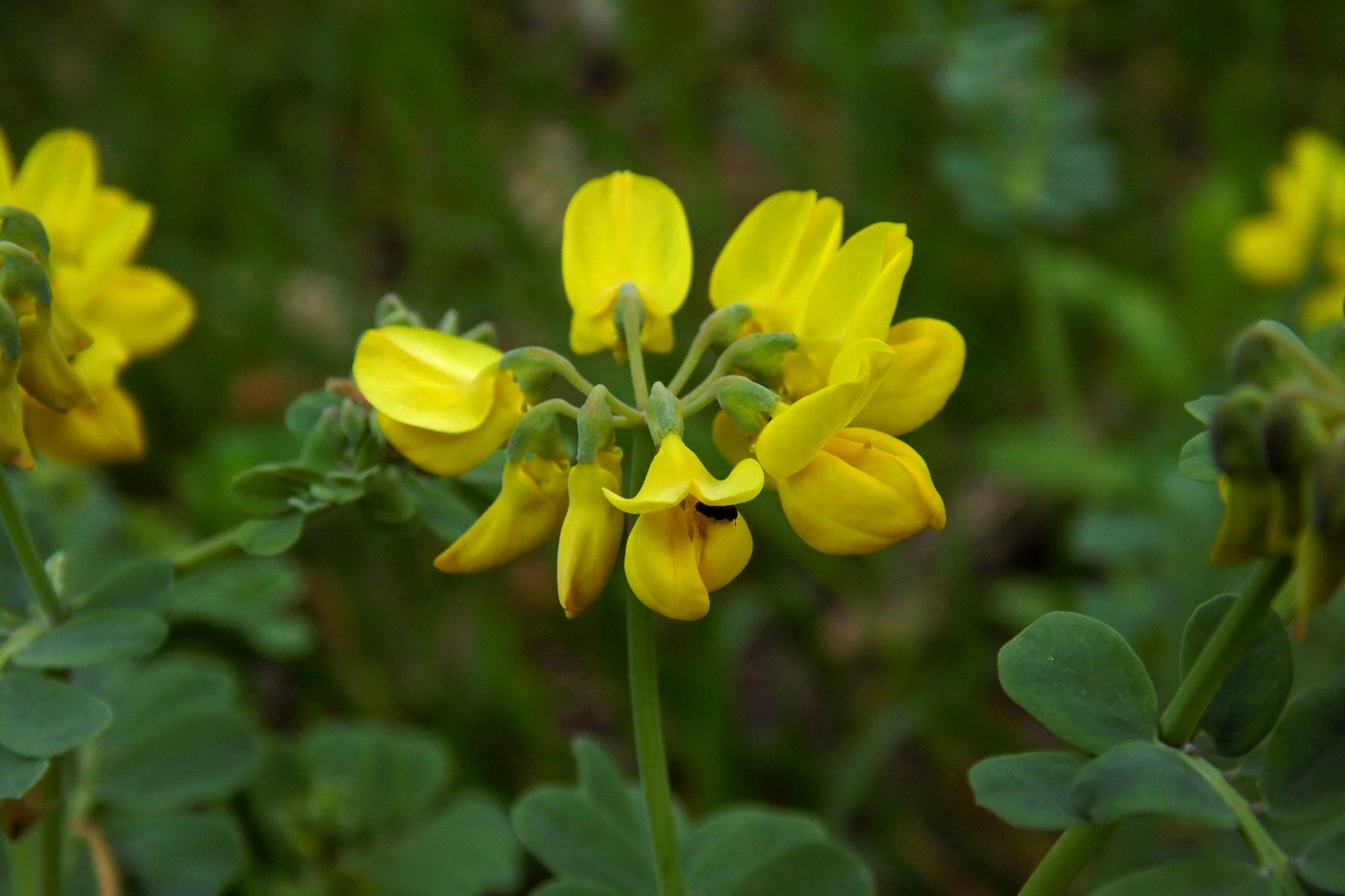 Изображение особи Coronilla coronata.