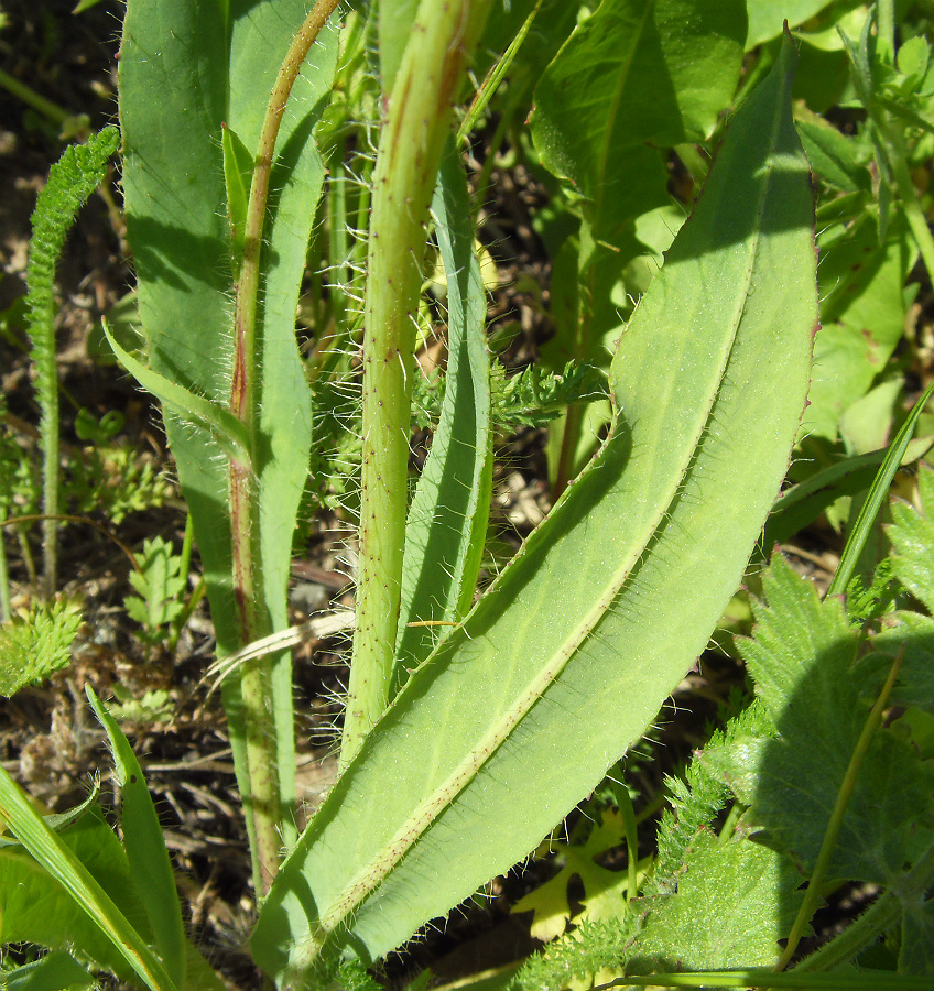 Image of genus Pilosella specimen.