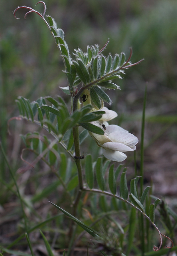 Image of Vicia pannonica specimen.