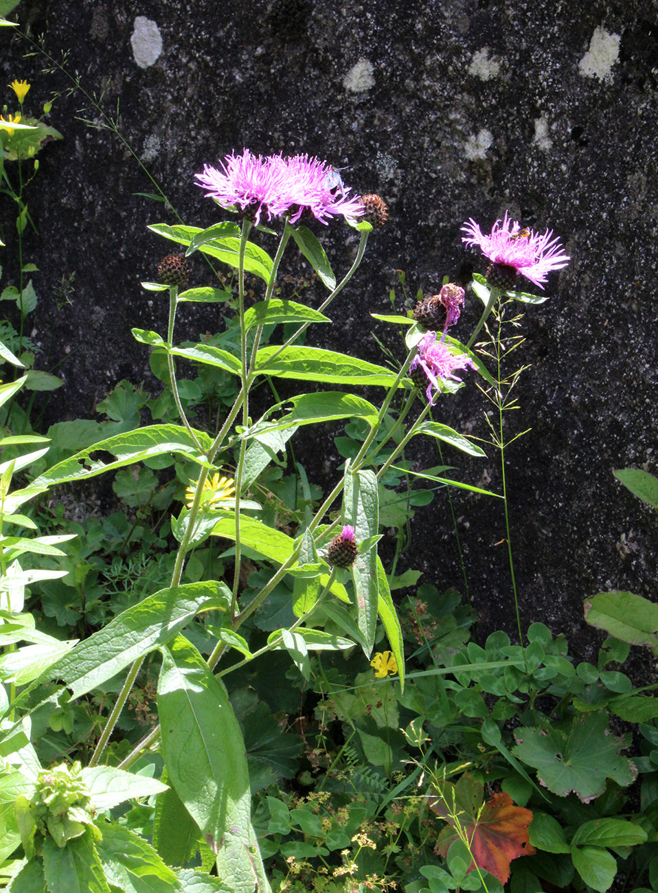 Image of Centaurea abbreviata specimen.