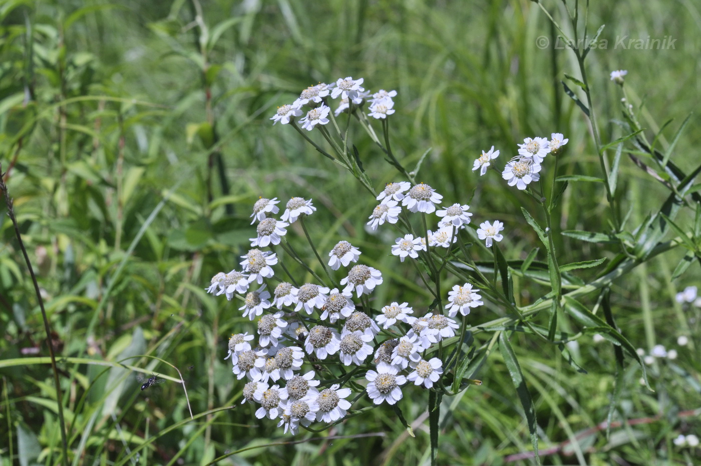 Image of Achillea acuminata specimen.