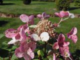 Hydrangea paniculata