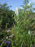 Lilium pensylvanicum. Верхушки побегов с бутонами. Магаданская обл., окр. г. Магадан, ост. \"Аммональная\", долина р. Балахапчан, злаково-разнотравные ивняковые заросли с единичными Larix cajanderi. 16.07.2018.