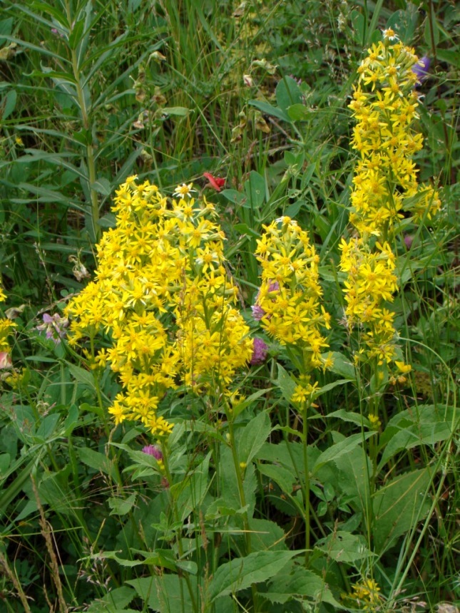 Image of Solidago armena specimen.