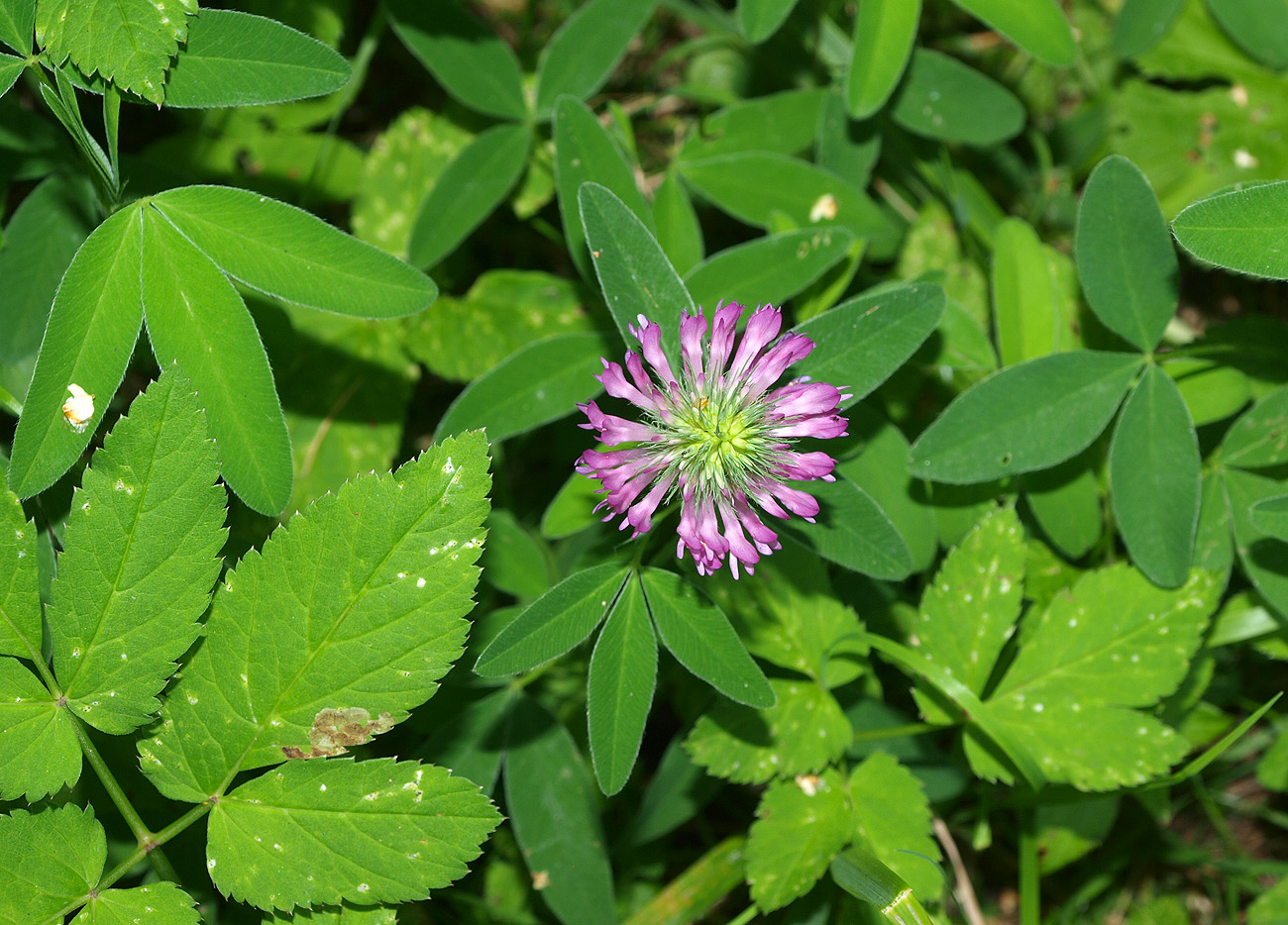 Изображение особи Trifolium medium.