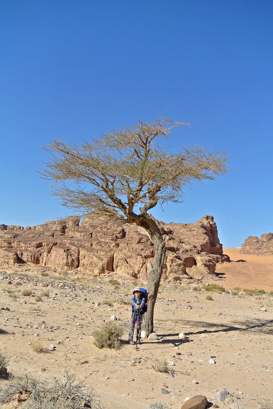 Image of Vachellia tortilis ssp. raddiana specimen.