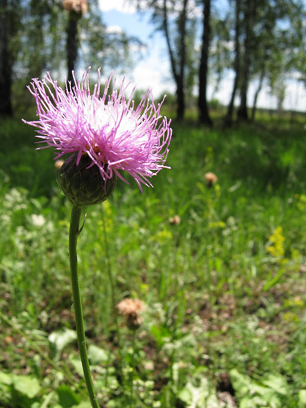 Image of Klasea lycopifolia specimen.