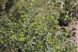 Euphorbia jaxartica
