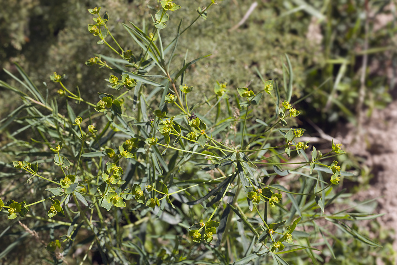 Image of Euphorbia jaxartica specimen.