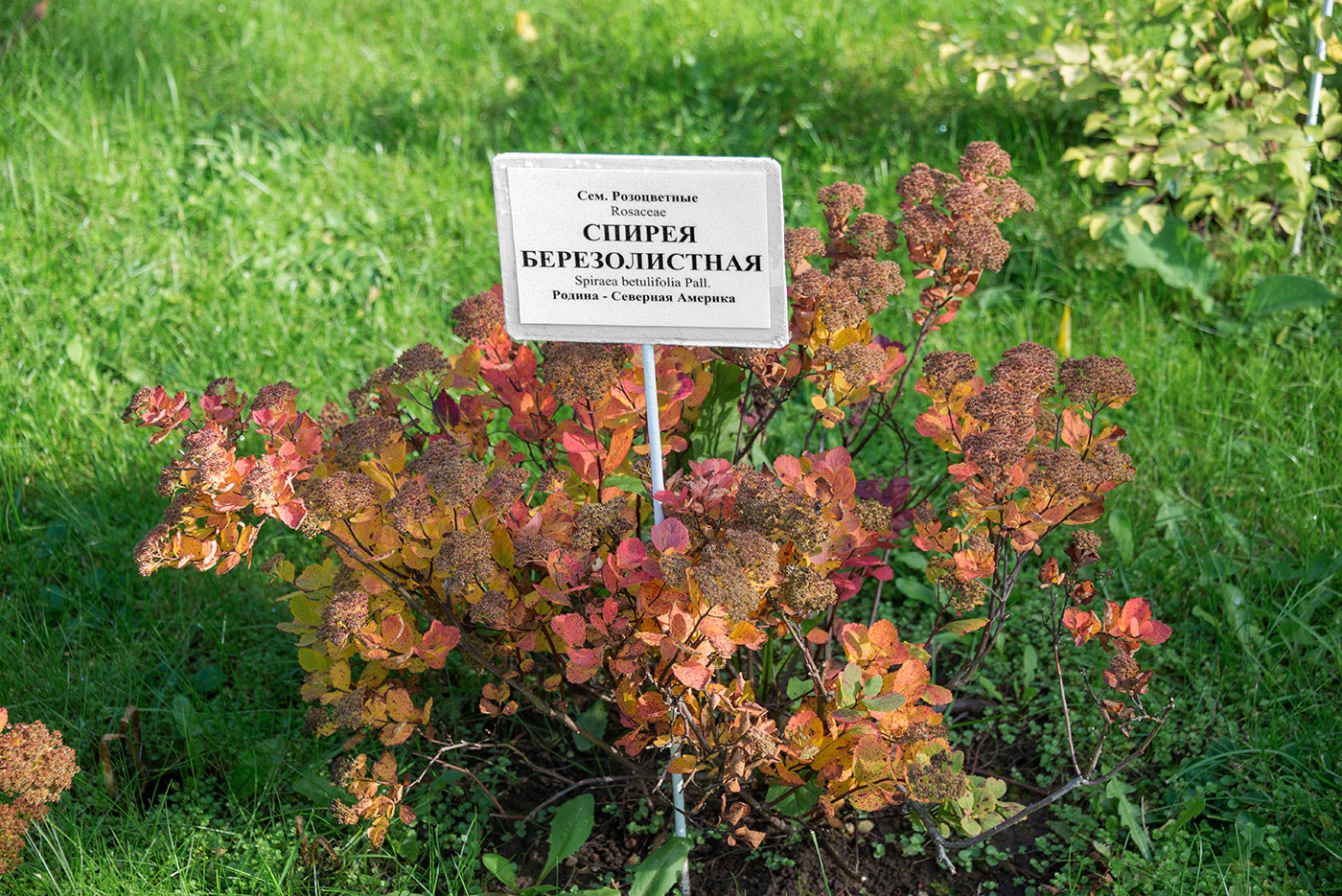 Image of Spiraea betulifolia specimen.