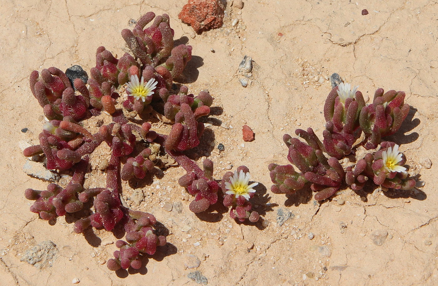 Изображение особи Mesembryanthemum nodiflorum.