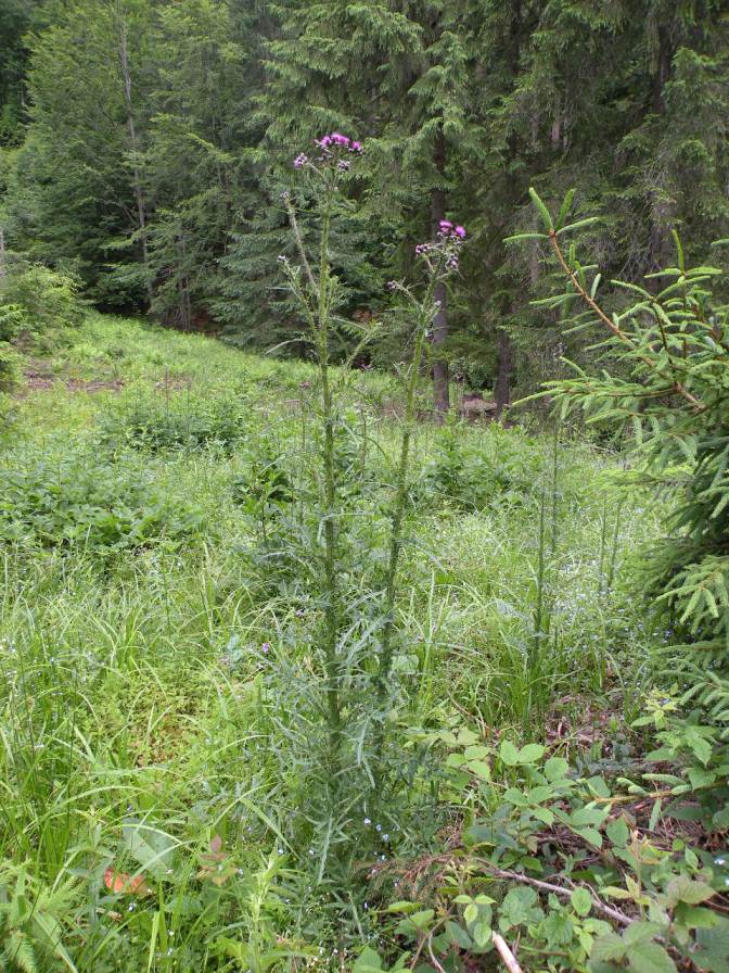 Image of Cirsium palustre specimen.