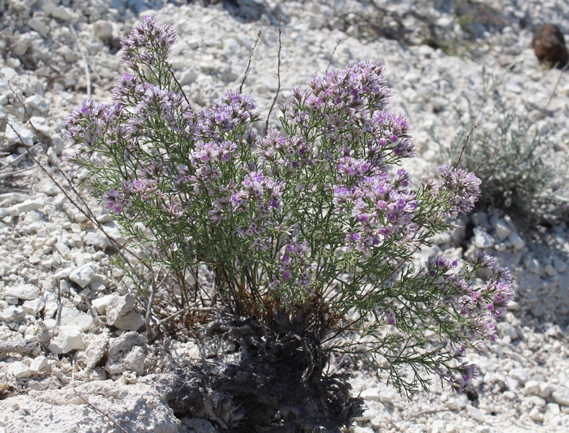 Image of Limonium cretaceum specimen.