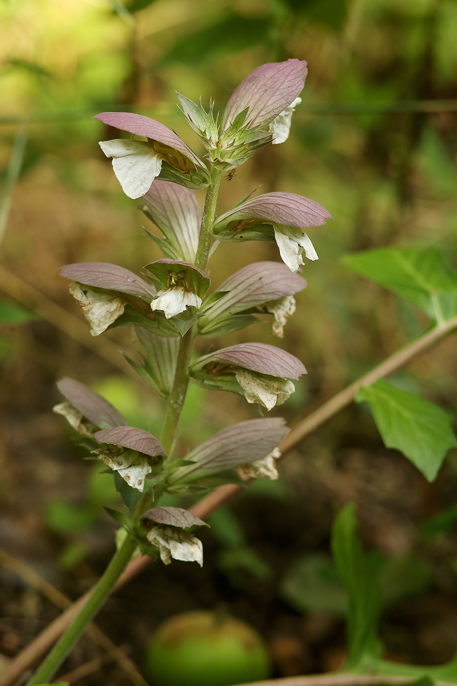 Image of Acanthus mollis specimen.