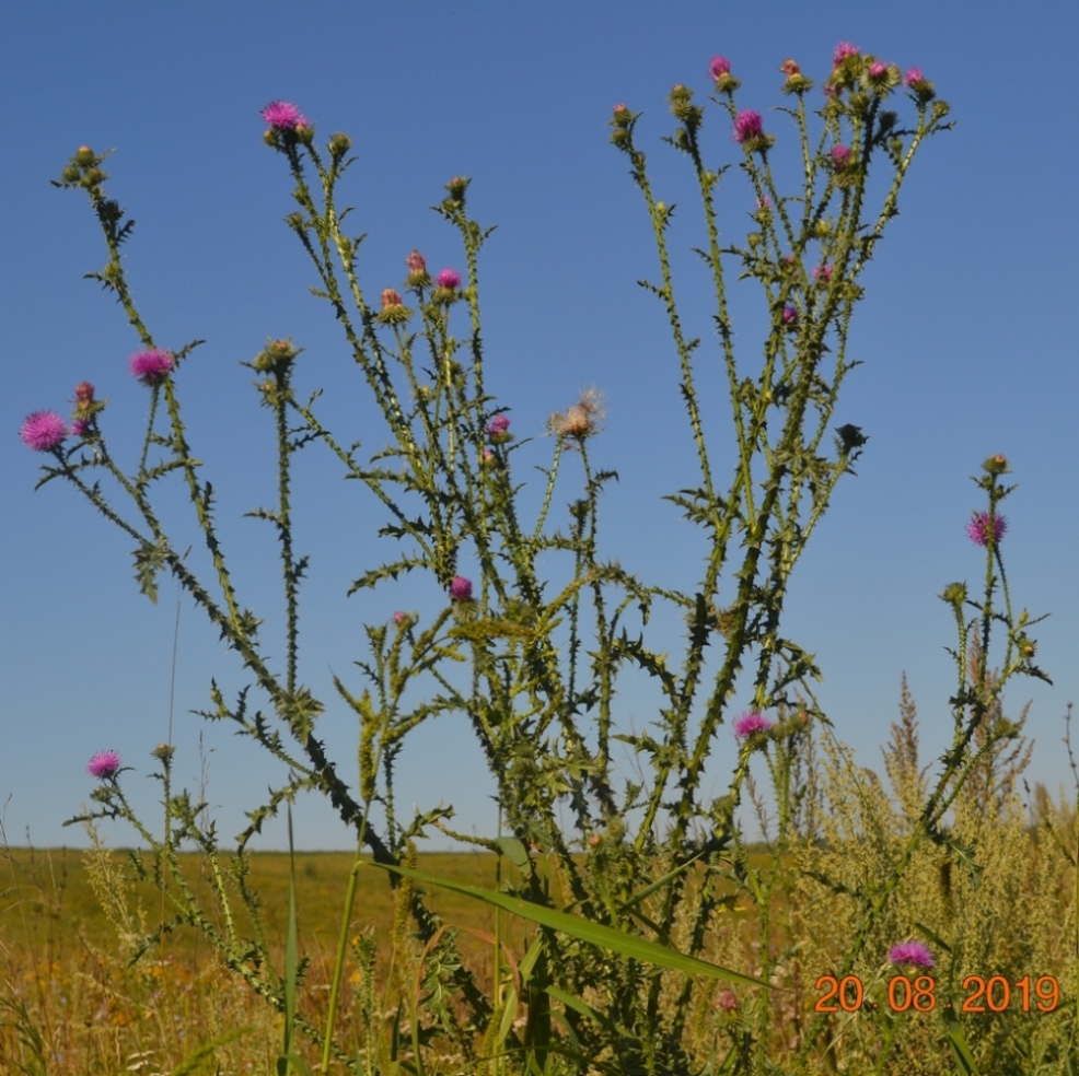 Изображение особи Carduus acanthoides.