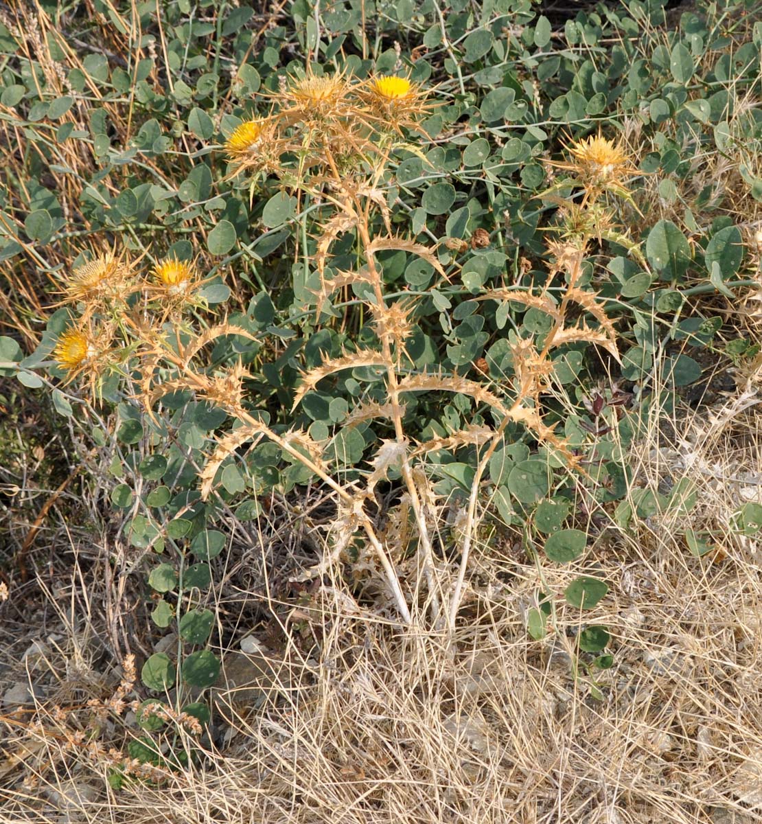 Изображение особи Carlina libanotica.