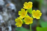 Primula macrocalyx. Цветки. Краснодарский край, Мостовский р-н, окр. пос. Кировский, вост. склон хр. Малый Бамбак, лев. борт долины р. Малая Лаба, лев. берег р. Кутан, ≈ 1400 м н.у.м., буковый лес. 19.05.2019.