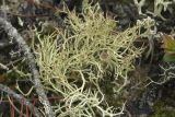 Cladonia amaurocraea. Таллом со сцифами (Cladonia amaurocraea ssp. oxyceras). Сахалинская обл., Охинский р-н, окр. г. Оха, северо-восточный берег оз. Светлое, на почве. 25.07.2017.