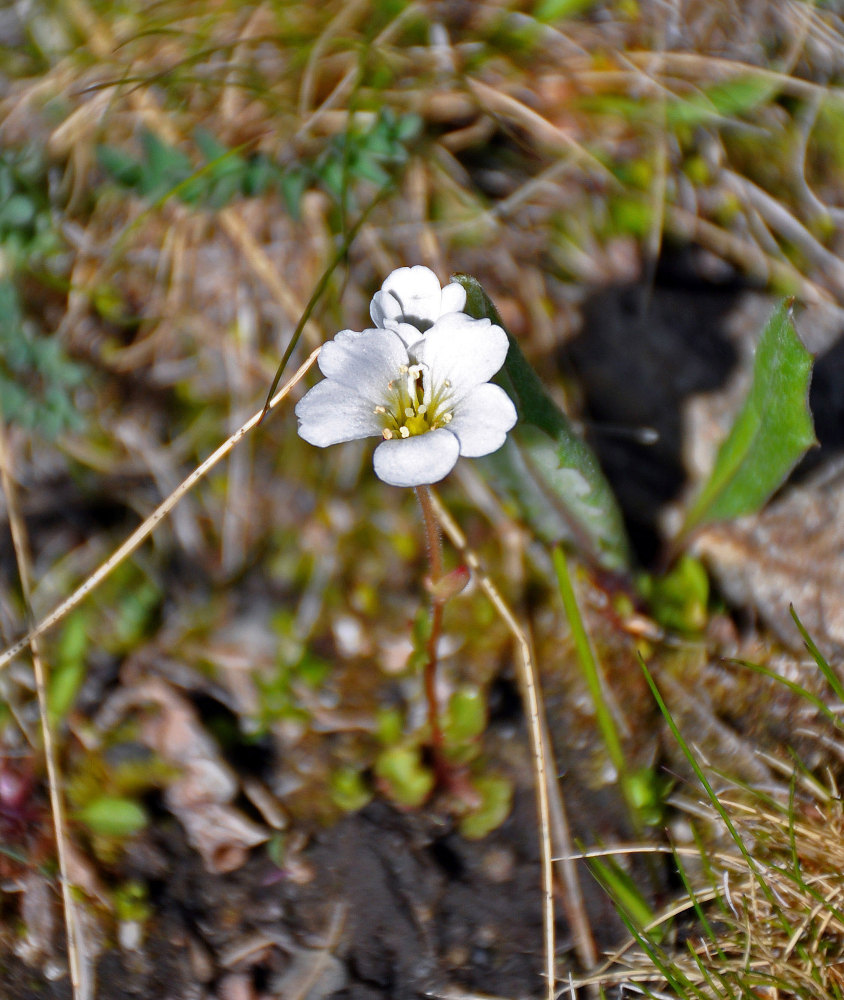 Image of Saxifraga sibirica specimen.