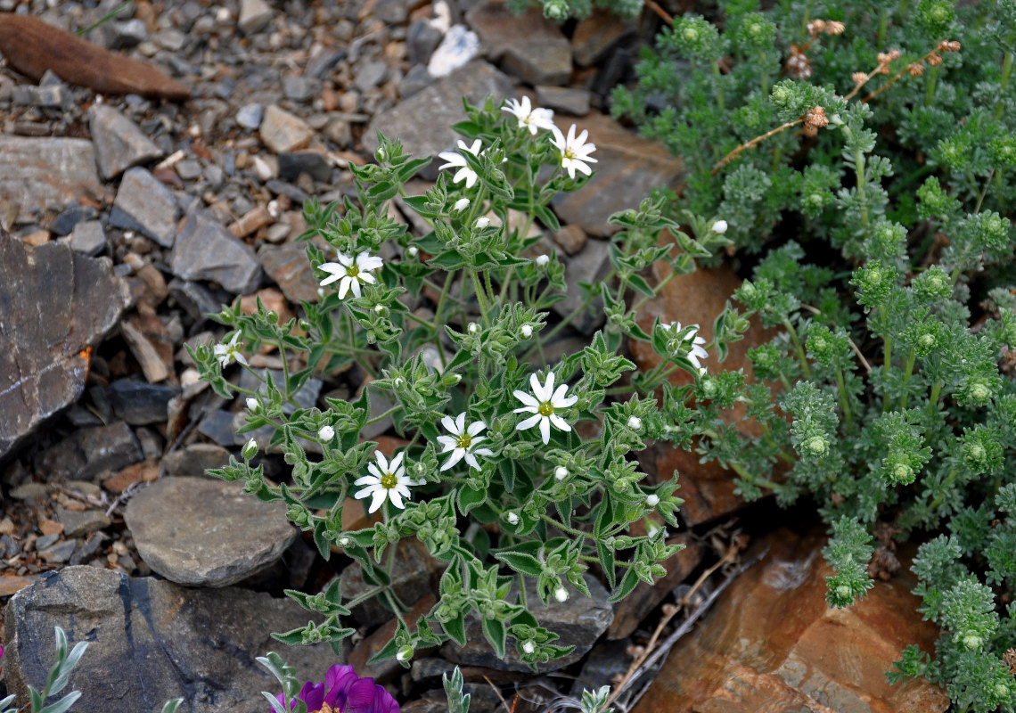 Image of Stellaria dichotoma specimen.