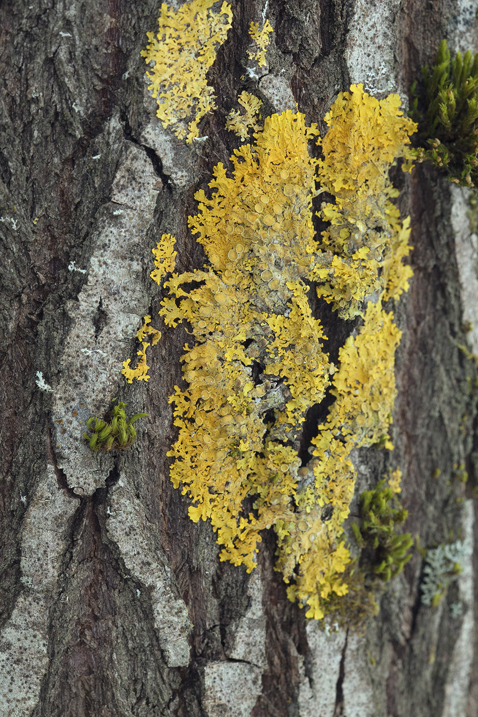 Image of Xanthoria parietina specimen.