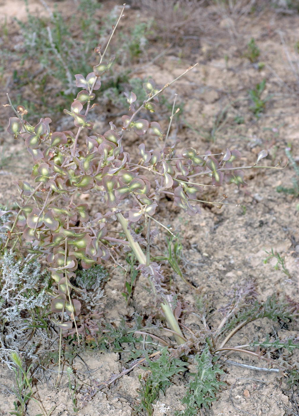 Изображение особи Megacarpaea megalocarpa.