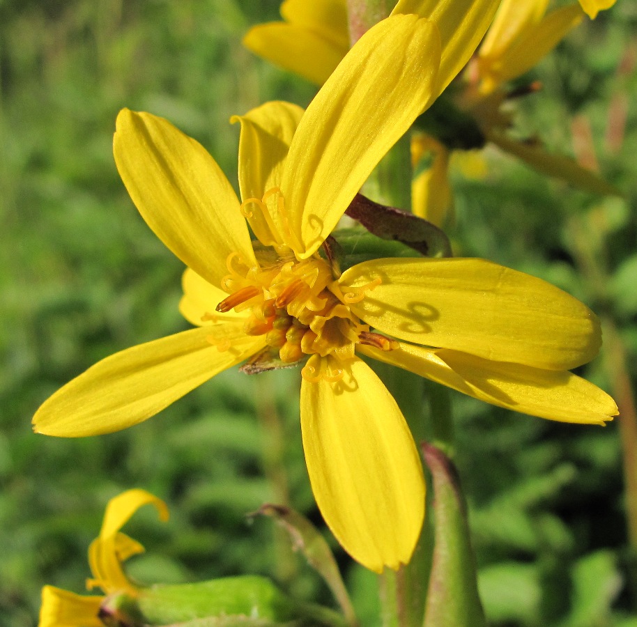 Image of Ligularia sibirica specimen.