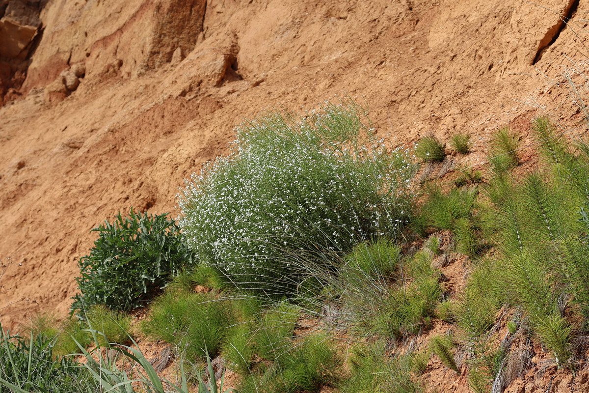 Image of Crambe aspera specimen.