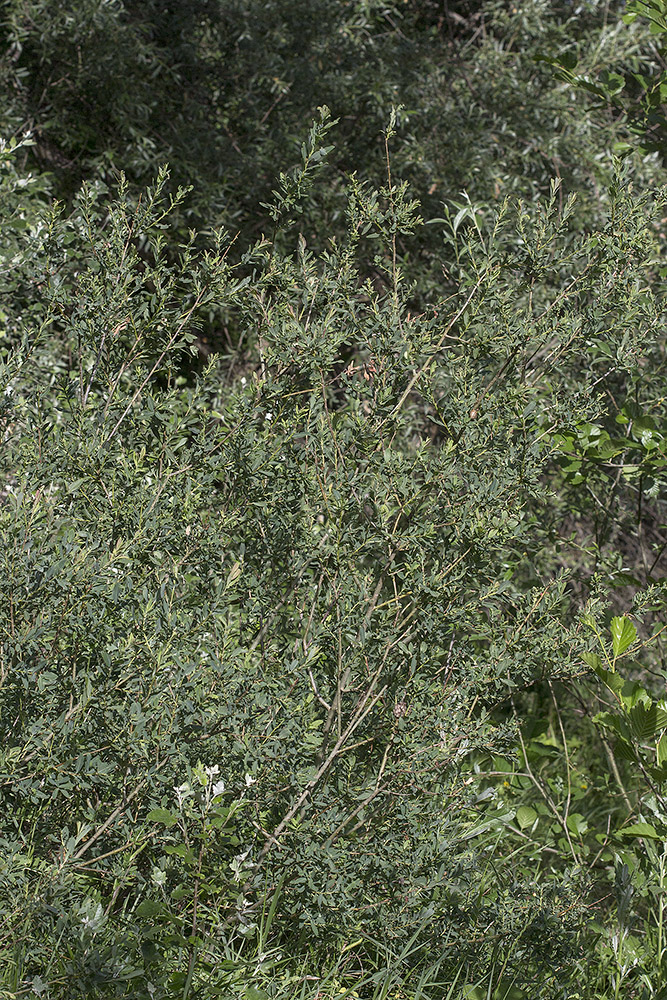 Image of Salix purpurea specimen.