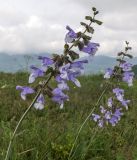 Смотреть изображение Salvia ringens