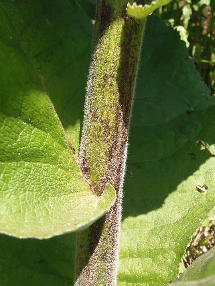 Image of Inula helenium specimen.